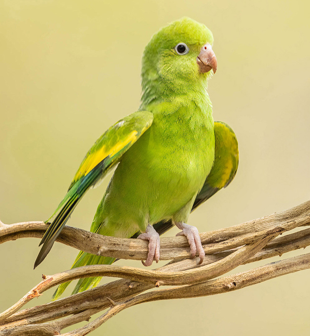image Yellow-chevroned Parakeet